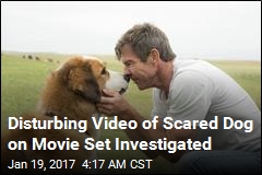 Disturbing Video of Scared Dog On Movie Set Investigated