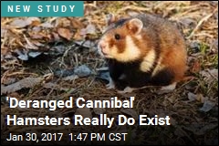 Corn-Eating Hamsters Cannibalize Their Young
