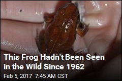 A Frog Feared Extinct Just Turned Up