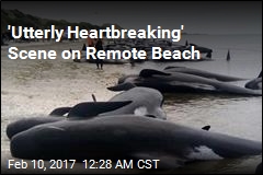 400 Whales Stranded on Remote Beach