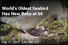 World&#39;s Oldest Seabird Has a New Baby