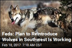 Feds: Mexican Wolves Bouncing Back in Southwest