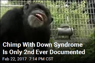 Chimp With Down Syndrome Is Only 2nd Ever Documented