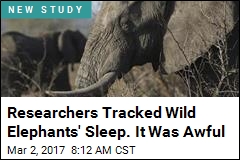 Elephants May Sleep Less Than Any Other Mammal