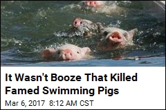 It Wasn&#39;t Booze That Killed Bahamas&#39; Swimming Pigs