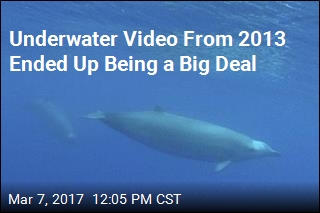 Underwater Video From 2013 Ended Up Being a Big Deal