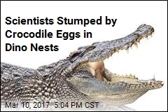 152M-Year-Old Crocodile Eggs Are Oldest Ever Found