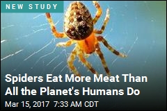 When It Comes to Animal Prey, Spiders Out-Eat Humans