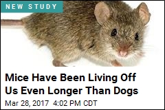 Mice Have Been Living Off Us Even Longer Than Dogs