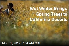 From California&#39;s Desert Sands, Flowers Bloom