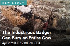 The Industrious Badger Can Bury an Entire Cow