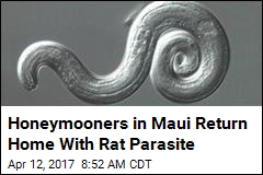Rat Parasite Infects Bay Area Newlyweds Visiting Maui