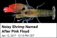 Noisy Shrimp Named After Pink Floyd