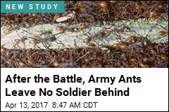 Army Ants Leave No Soldier Behind