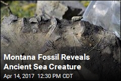 Montana Fossil Belonged to Prehistoric Sea Creature