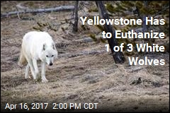 Yellowstone Has to Euthanize 1 of 3 White Wolves