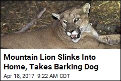 Mountain Lion Snatches Dog From Calif. Bedroom