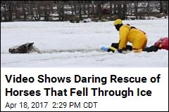 &#39;Wild Broncing&#39; Horses Rescued After Falling Through Ice