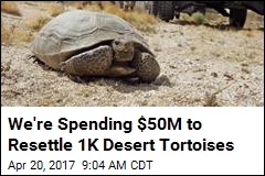 An Unusual Mission for the Marines: Move Tortoises