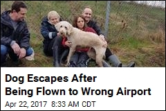Dog Escapes After Being Flown to Wrong Airport