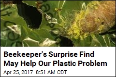 Caterpillar&#39;s Surprise Ability May Help Our Plastic Problem