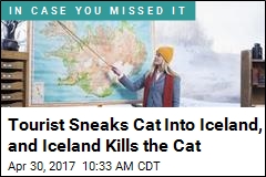 Tourist Sneaks Cat Into Iceland, and Iceland Kills the Cat