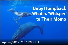 Baby Humpback Whales &#39;Whisper&#39; to Their Moms