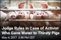 Activist Avoids Jail Time for Giving Water to Thirsty Pigs