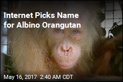Internet Picks Name for Albino Orangutan