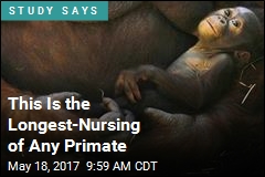 This Is the Longest-Nursing of Any Primate