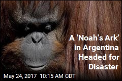 A Year After Argentine Zoo&#39;s Closing, Animals Still in Limbo
