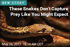 These Snakes Aren&#39;t &#39;Solitary&#39; Hunters After All