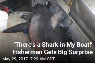 &#39;There&#39;s a Shark in My Boat!&#39; Fisherman Gets Big Surprise