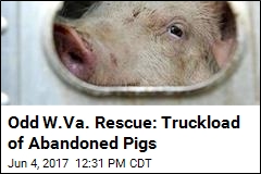 Odd W.Va. Rescue: Truckload of Abandoned Pigs