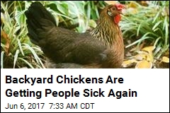 Source of 8 New Salmonella Outbreaks: Backyard Chickens