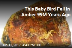 Baby Bird May Help Us Understand Life 99M Years Ago