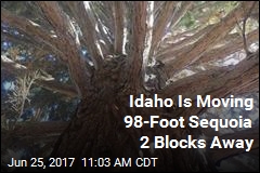 Idaho Is Moving 98-Foot Sequoia 2 Blocks Away