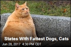 States With Fattest Dogs, Cats