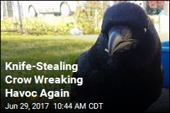 Knife-Stealing Crow Wreaking Havoc Again