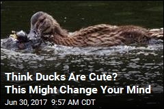 In a First, Ducks Spotted Eating Other Birds