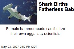 Shark Births Fatherless Baby