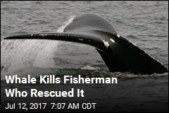 Whale Kills Fisherman Who Rescued It