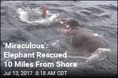 &#39;Miraculous&#39;: Elephant Rescued 10 Miles From Shore