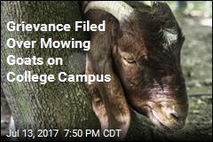 Grievance Filed Over Mowing Goats on College Campus