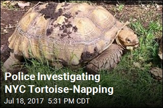 Police Investigating NYC Tortoise-Napping
