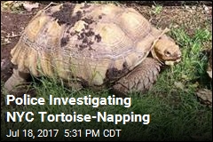 Police Investigating NYC Tortoise-Napping