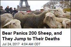 Bear Attack Sends 200 Sheep Over Cliff to Their Deaths