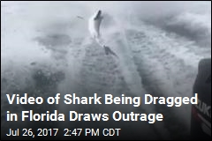 Florida Investigates &#39;Disgusting&#39; Shark-Dragging Video