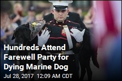 Cancer-Stricken Marine Dog Gets Hero&#39;s Send-Off