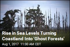 Rising Seas Creating More &#39;Ghost Forests&#39;